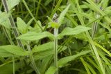 Stachys aspera