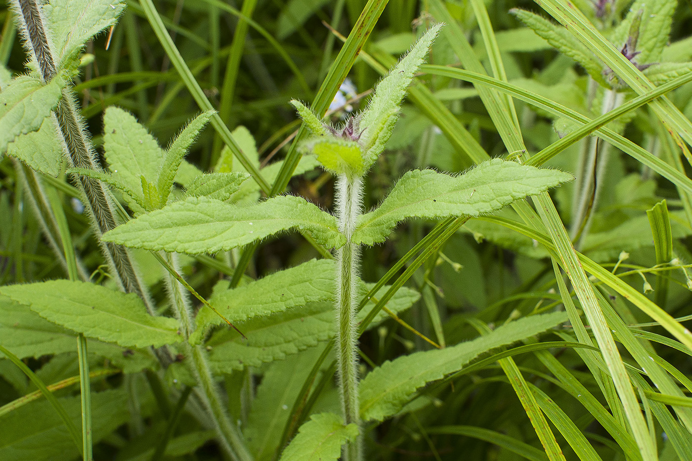 Image of Stachys aspera specimen.