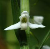 Image of taxon representative. Author is Алексей Чернышев