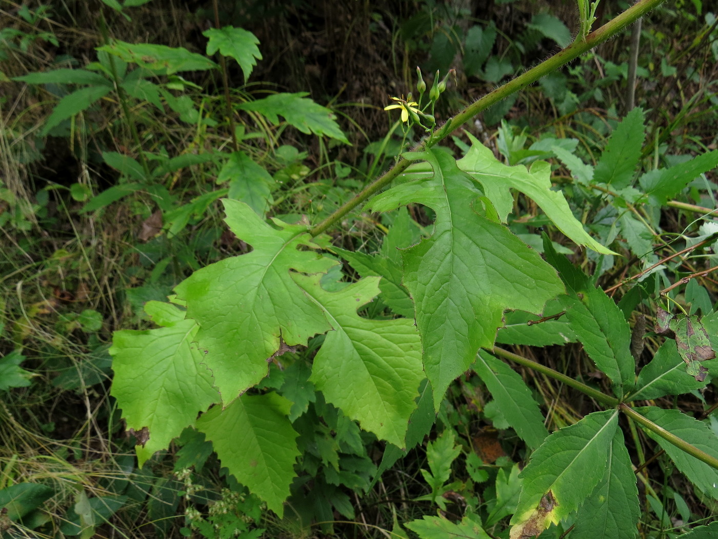 Image of Lactuca raddeana specimen.