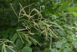 Aruncus sylvestris