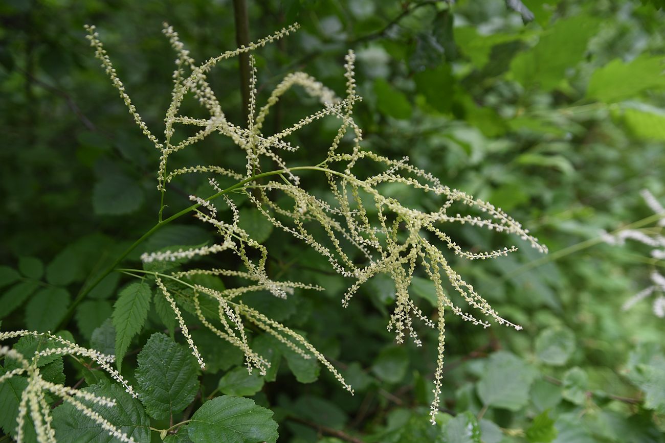 Изображение особи Aruncus sylvestris.