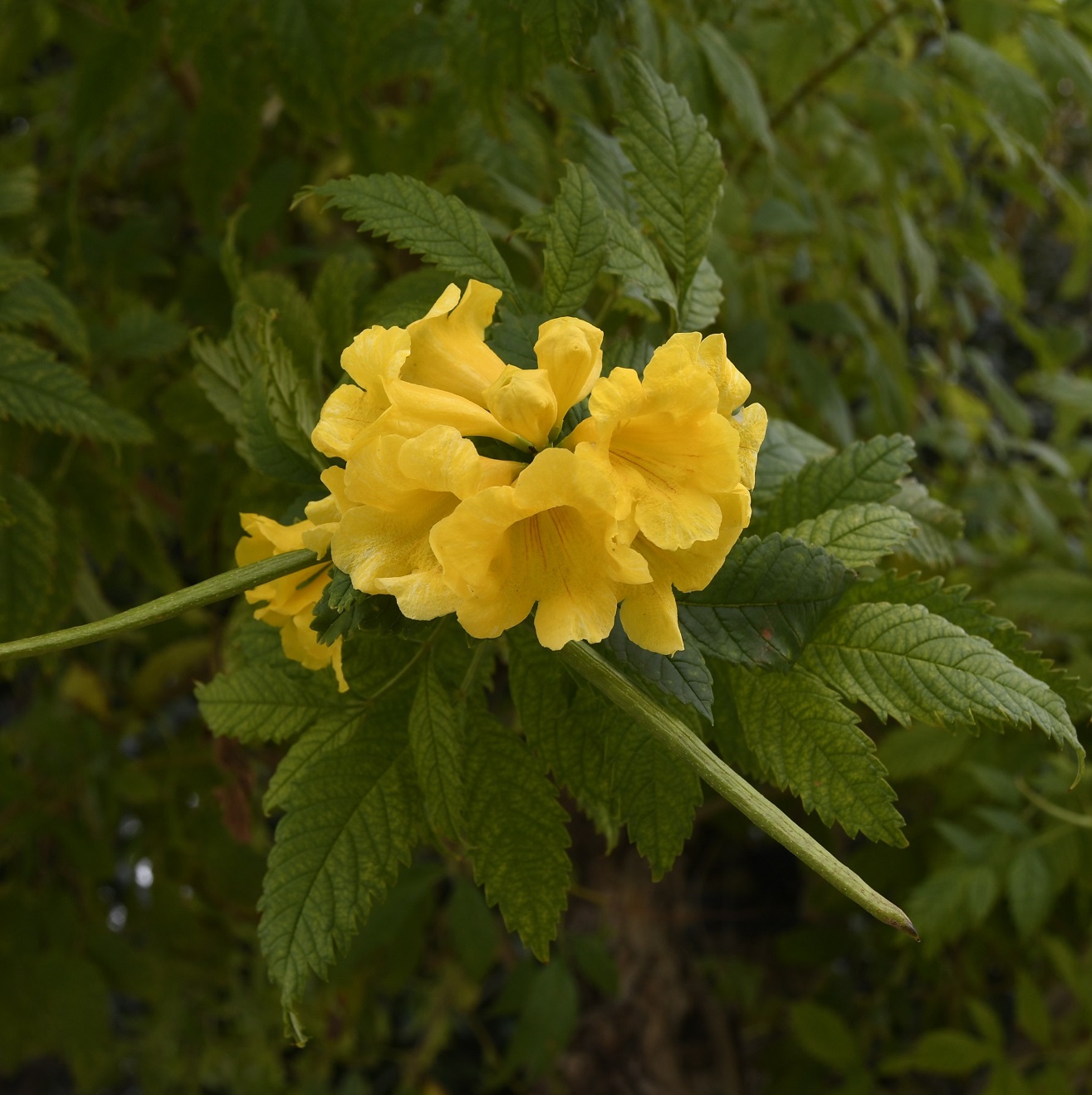 Изображение особи Tecoma castanifolia.