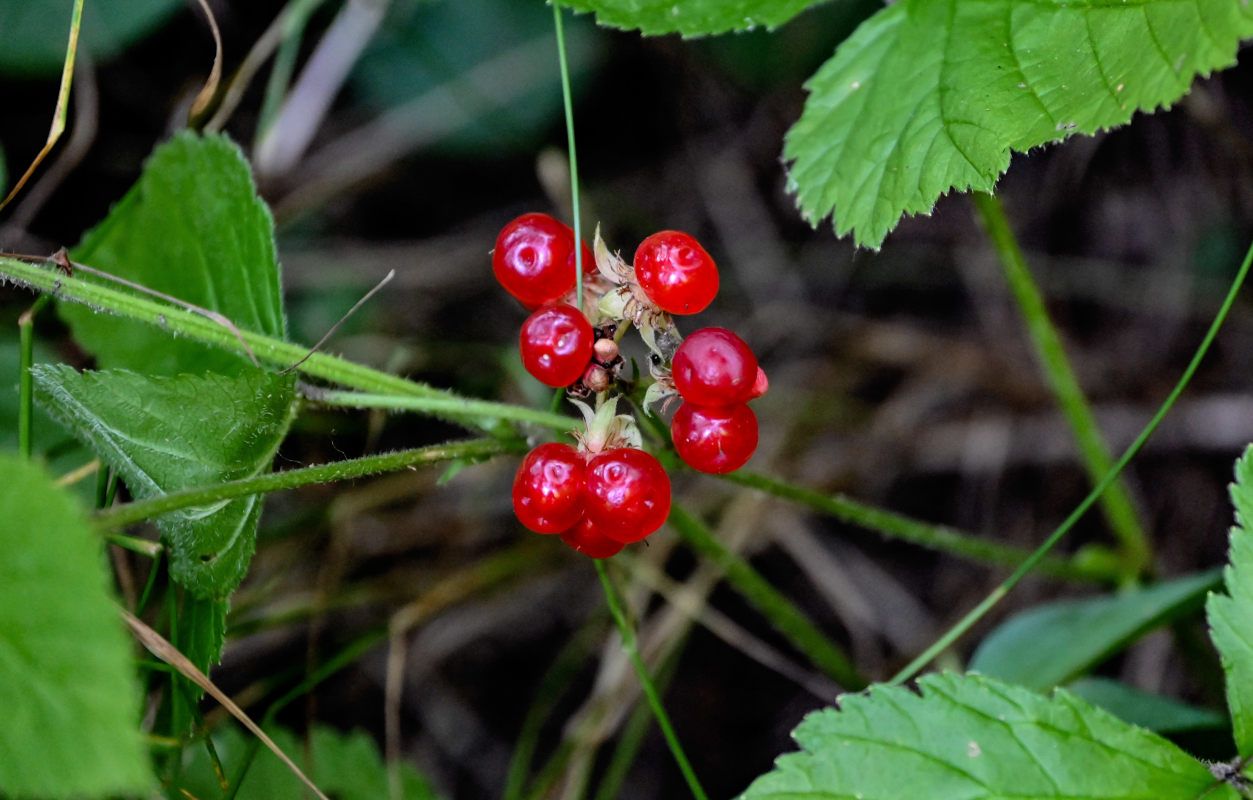 Image of Rubus saxatilis specimen.