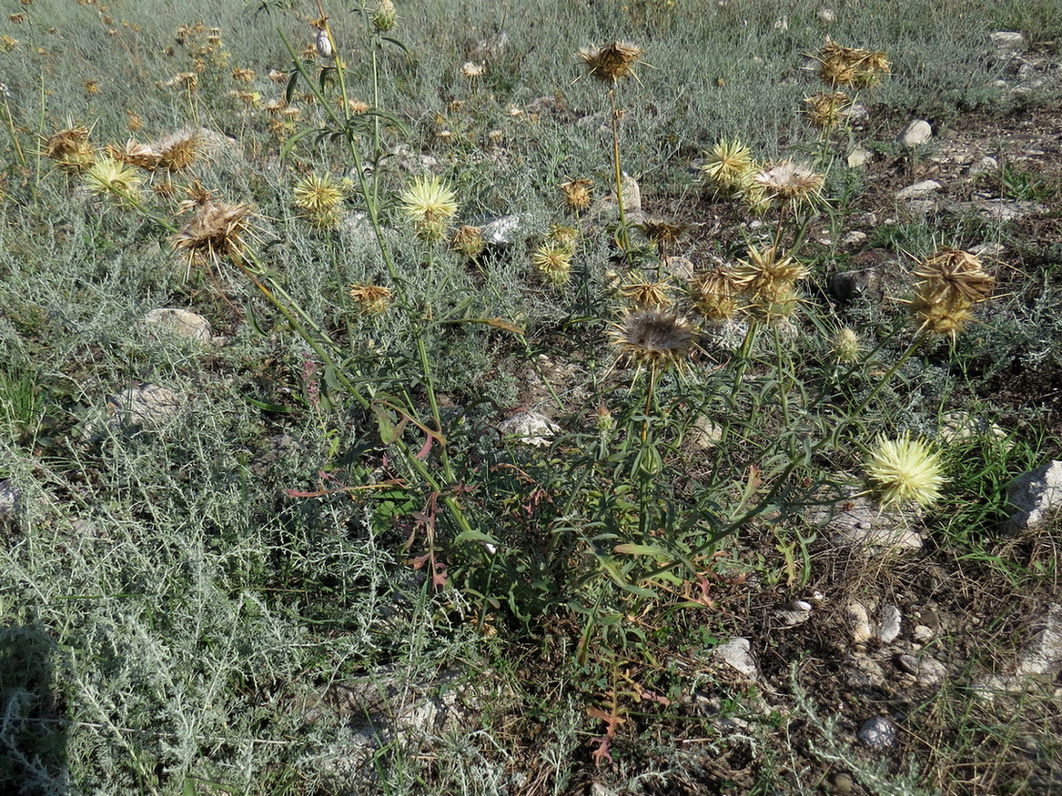 Image of Centaurea reflexa specimen.