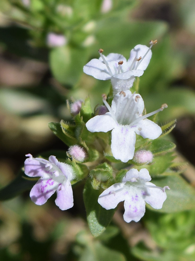 Image of Thymus dmitrievae specimen.