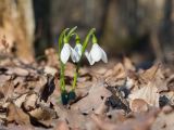 Galanthus alpinus. Цветущие растения. Краснодарский край, Крымский р-н, окр. станицы Неберджаевская, ур. Малый Яр, буково-грабово-дубовый лес. 08.03.2025.