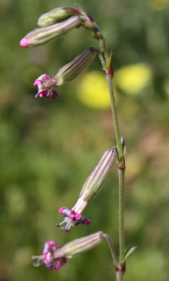 Изображение особи Silene colorata.