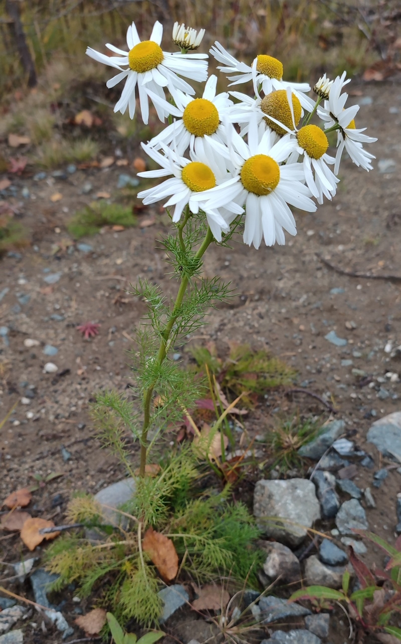 Изображение особи Tripleurospermum hookeri.