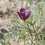 View full-size image Roemeria hybrida