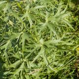 View full-size image Delphinium flexuosum