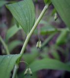Смотреть изображение Polygonatum multiflorum