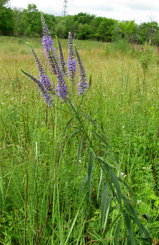 Image of Veronica longifolia specimen.