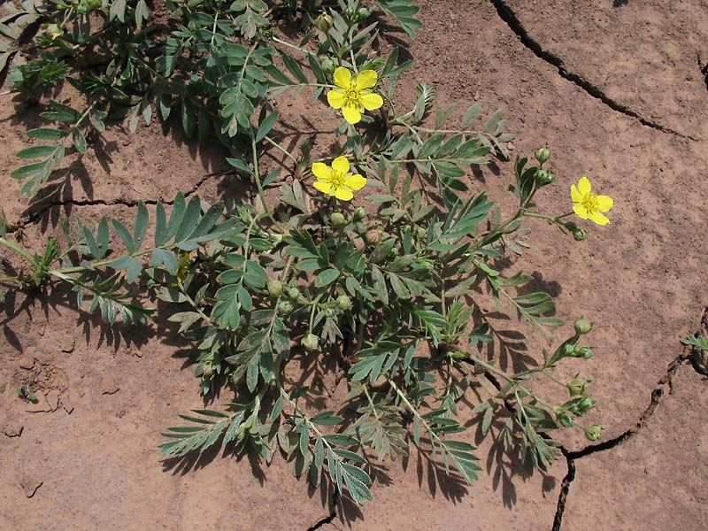 Изображение особи Potentilla bifurca.