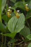 View full-size image Cypripedium yatabeanum