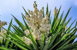 View full-size image Yucca gigantea