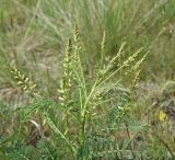 View full-size image Astragalus galegiformis