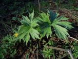 Aconitum septentrionale