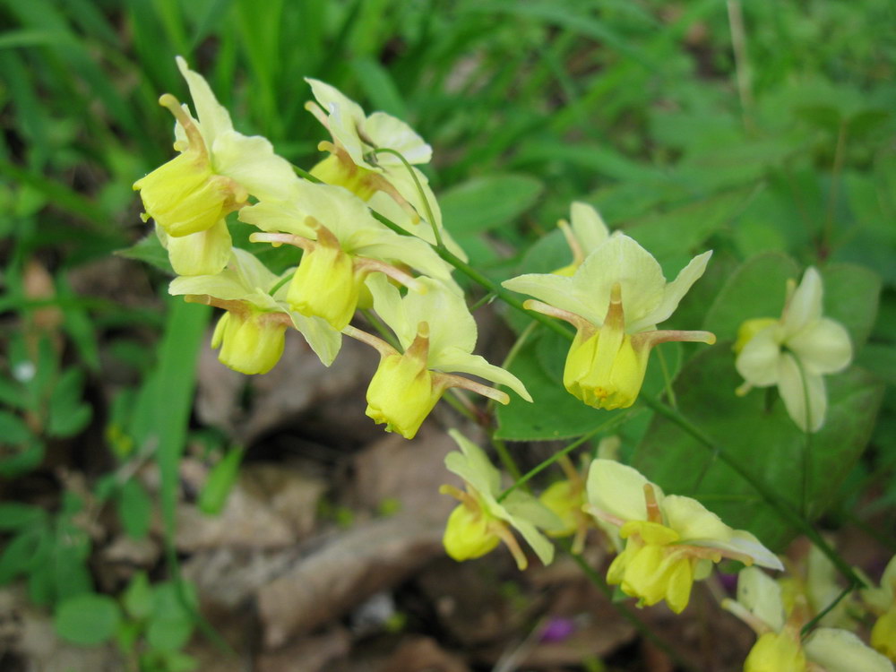 Image of Epimedium &times; versicolor specimen.