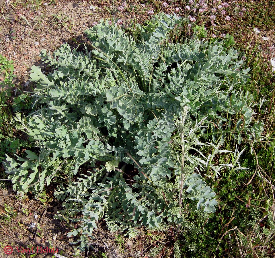 Image of Glaucium flavum specimen.