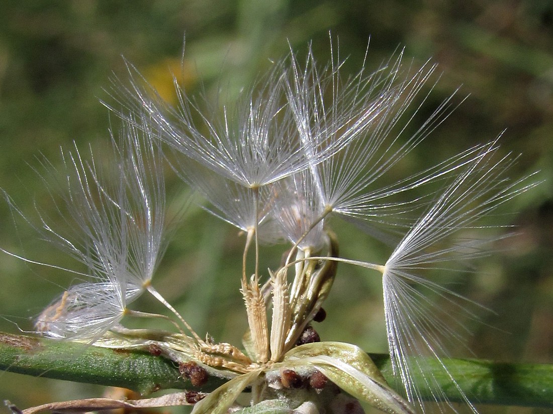 Изображение особи Chondrilla juncea.