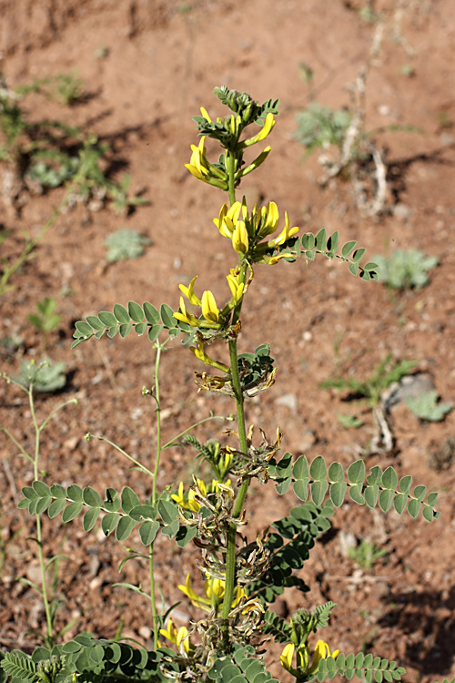 Image of Astragalus harpocarpus specimen.