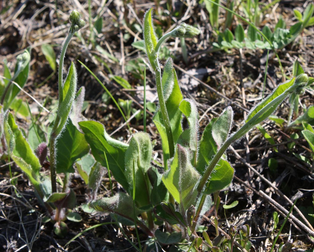 Image of Hieracium macrochlorellum specimen.