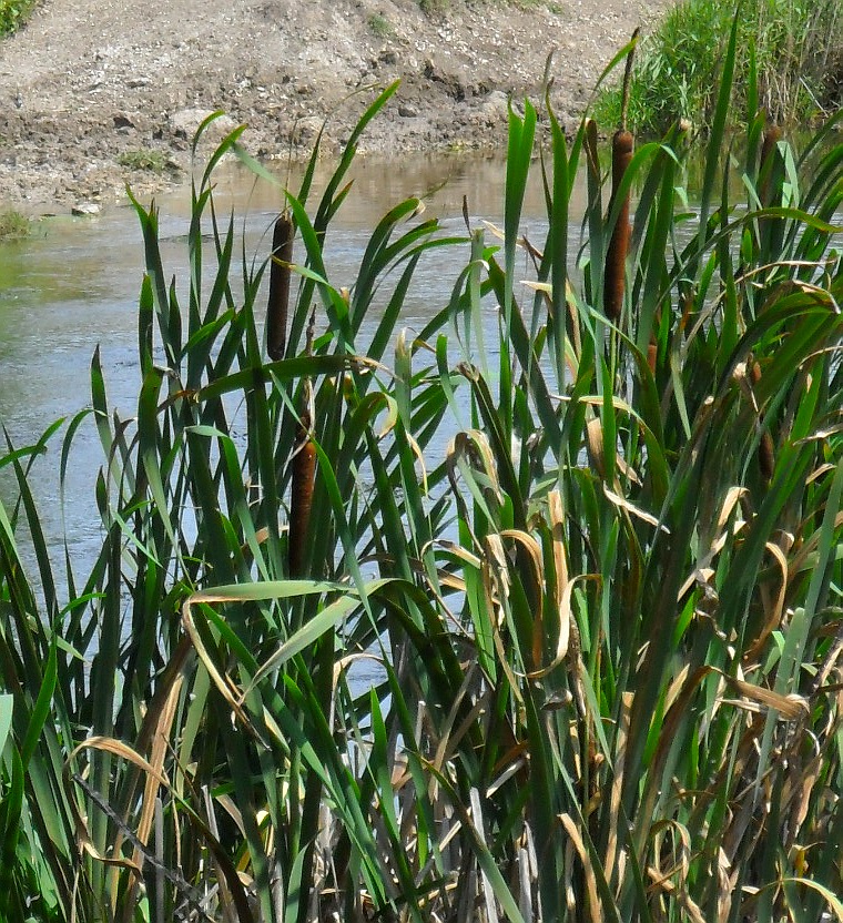 Изображение особи Typha latifolia.