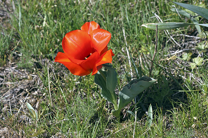 Изображение особи Tulipa greigii.