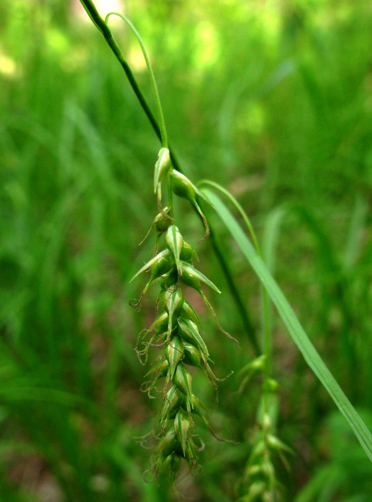 Image of Carex arnellii specimen.