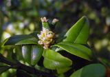 Buxus sempervirens