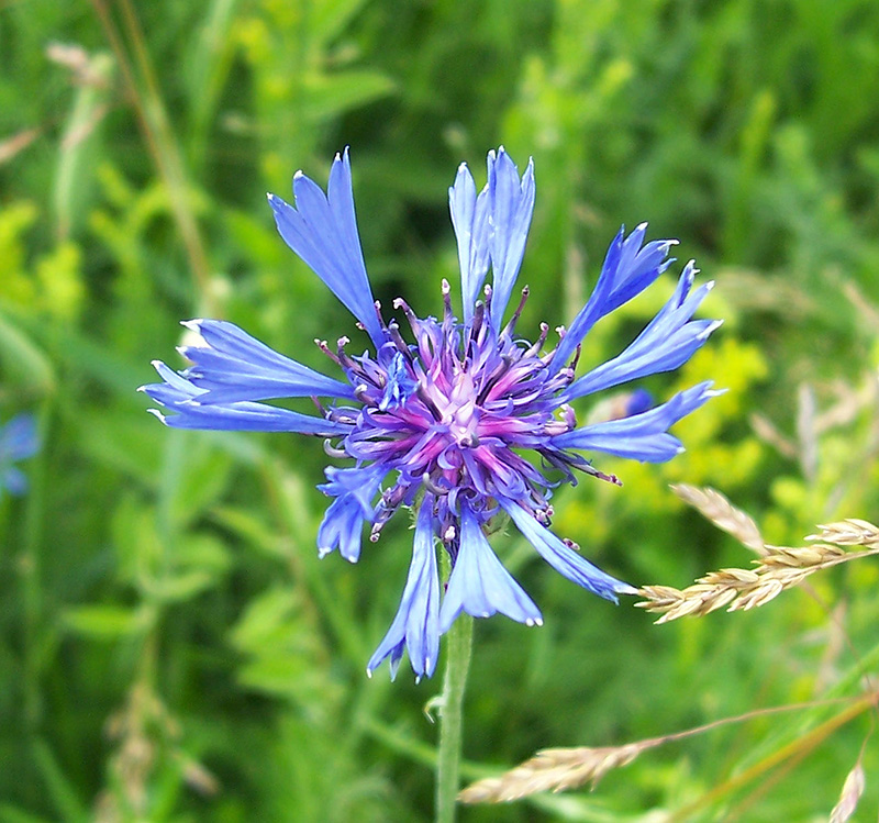 Image of Centaurea cyanus specimen.