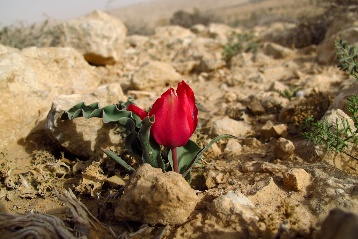 Image of Tulipa systola specimen.