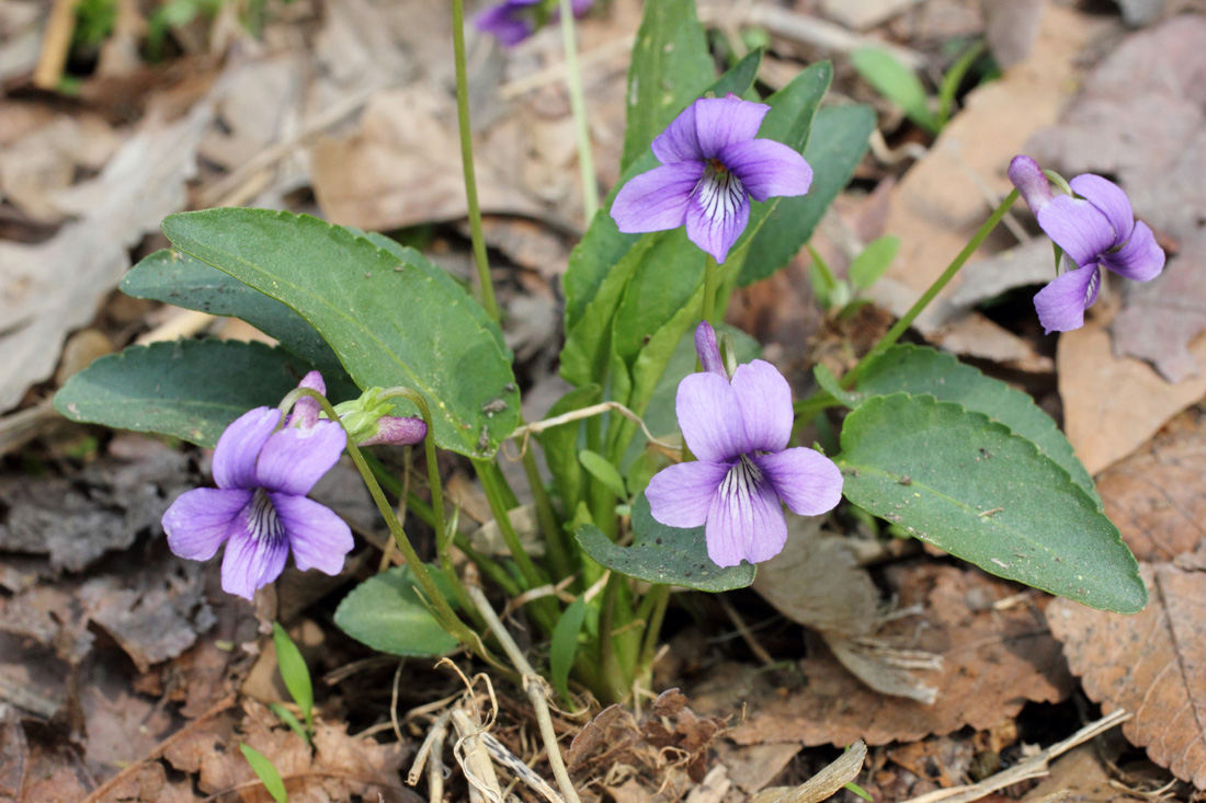 Изображение особи Viola prionantha.