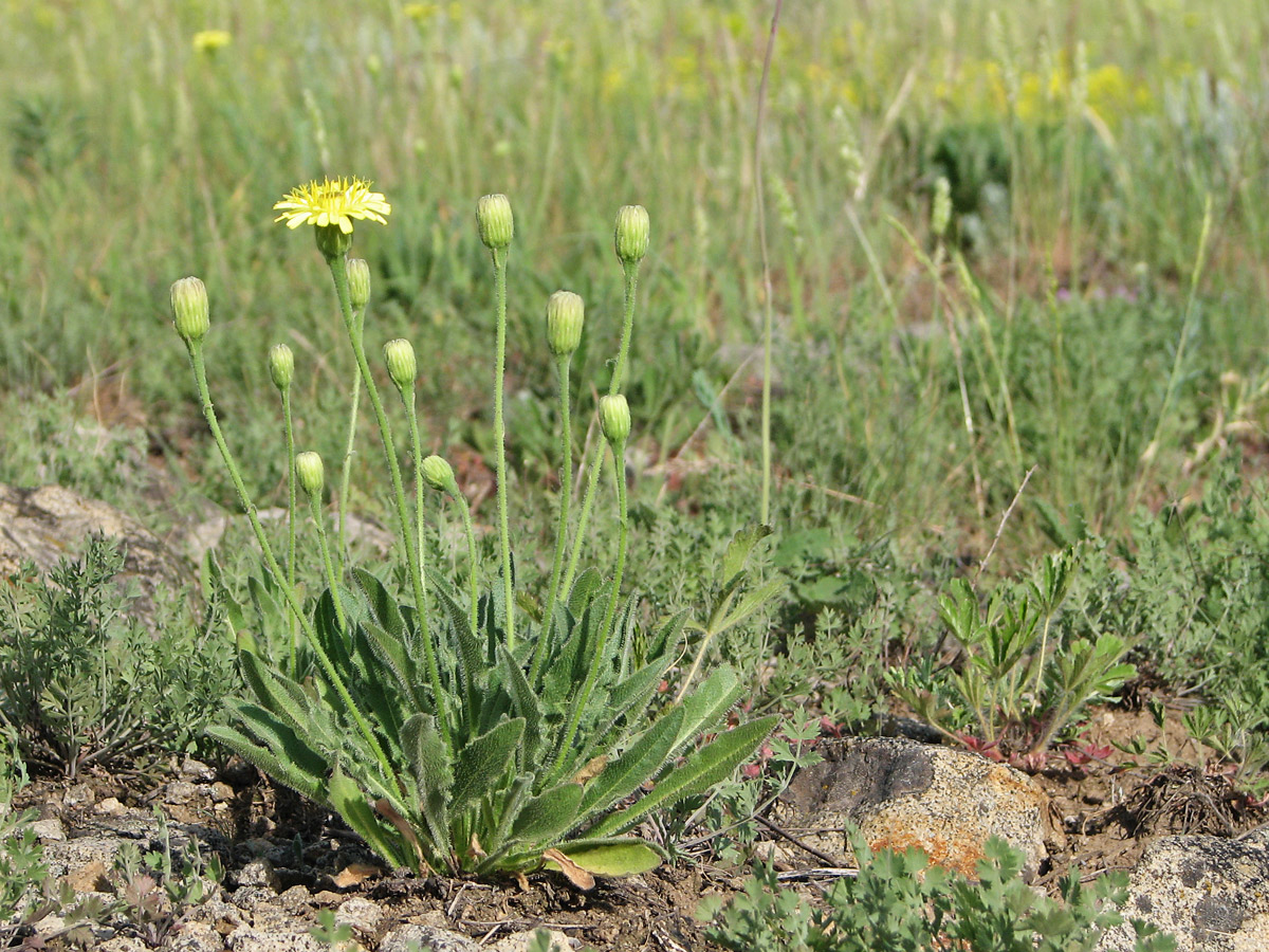 Image of Leontodon biscutellifolius specimen.