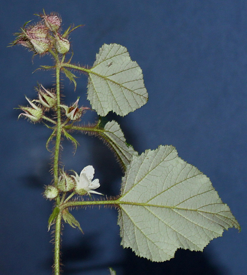 Image of Rubus tricolor specimen.