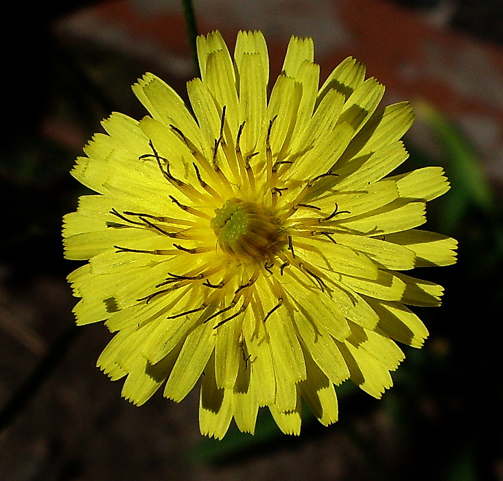 Image of Lagoseris sancta specimen.