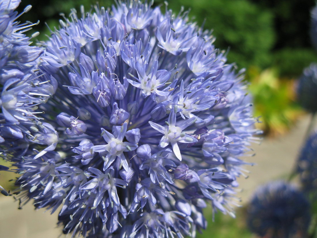 Image of Allium caeruleum specimen.