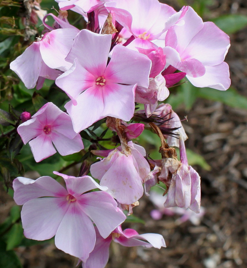 Image of Phlox paniculata specimen.