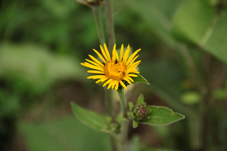 Изображение особи Inula helenium.