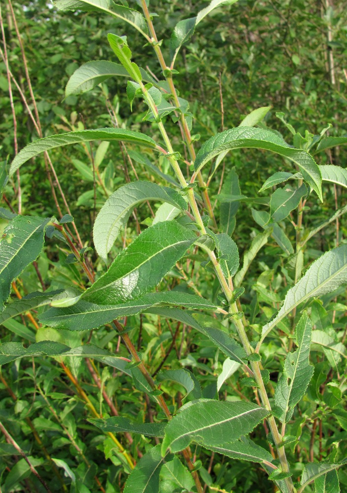 Image of Salix &times; tetrapla specimen.