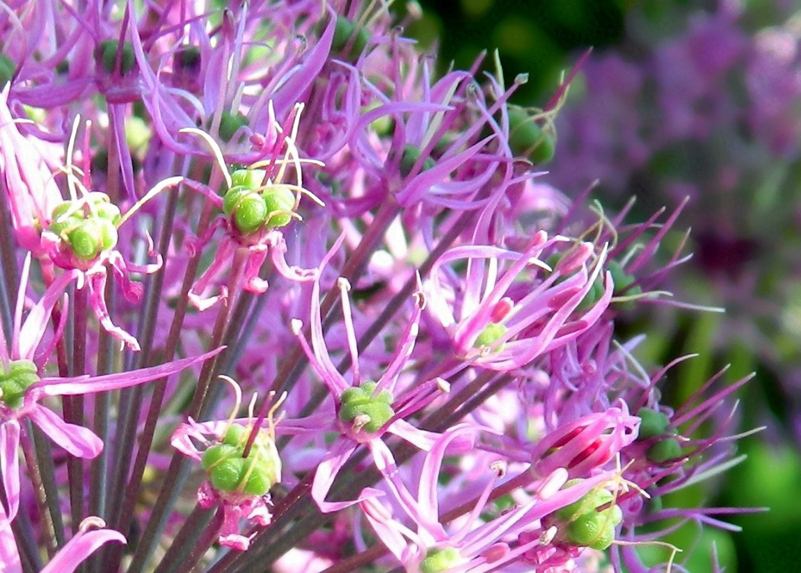 Image of Allium rosenorum specimen.