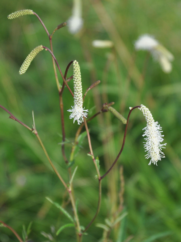 Image of Sanguisorba parviflora specimen.