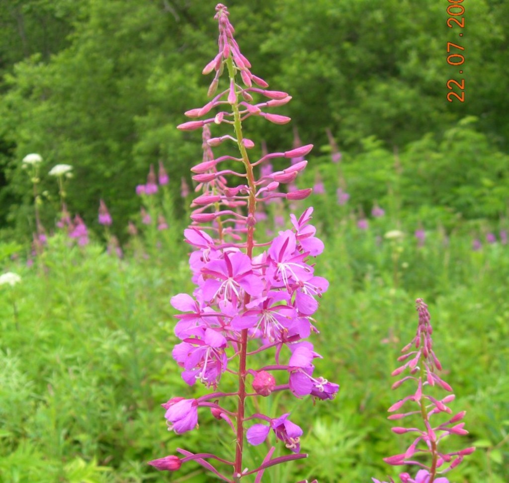 Image of Chamaenerion angustifolium specimen.