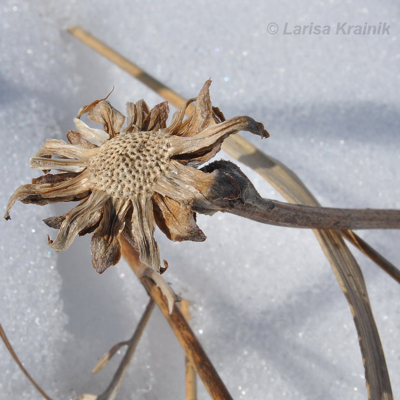 Image of Trommsdorffia ciliata specimen.