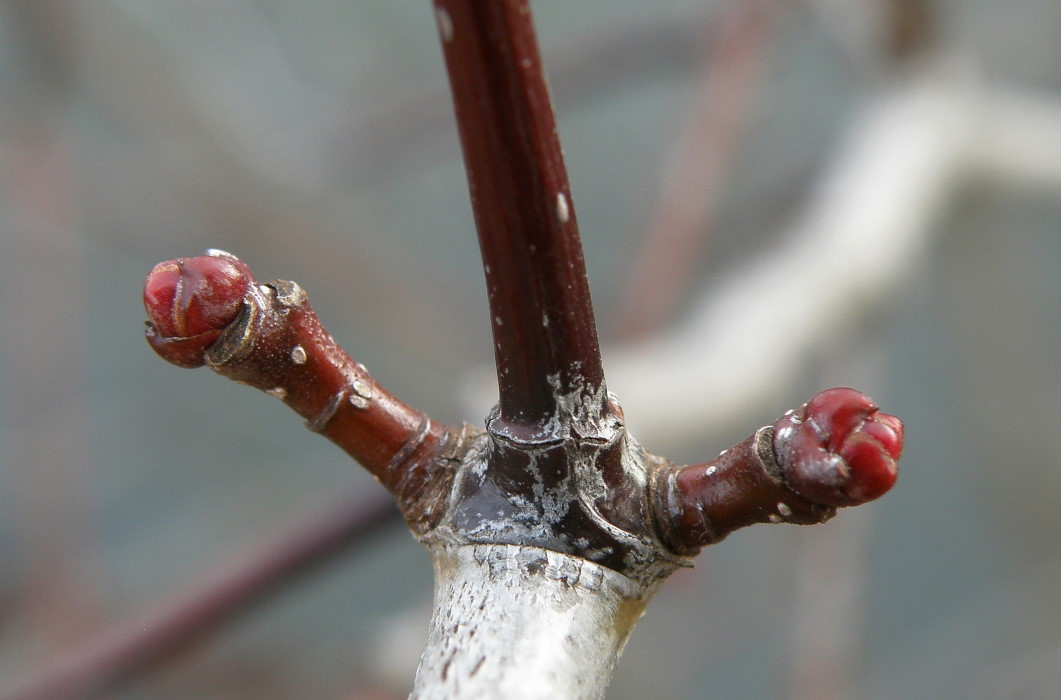 Image of Crataegus macracantha specimen.