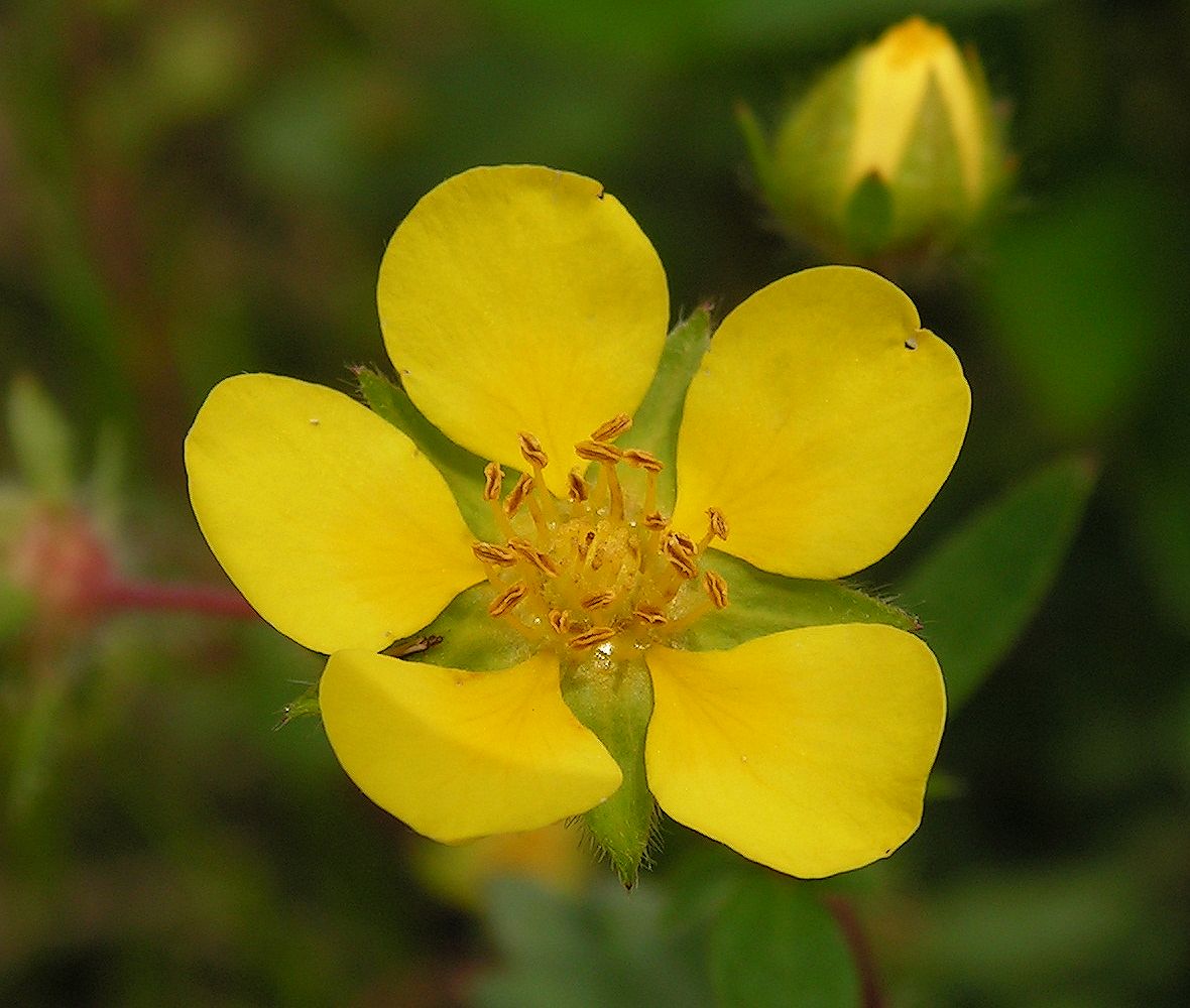 Изображение особи Potentilla fragarioides.