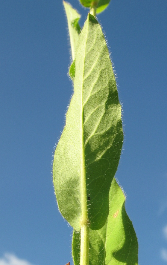 Изображение особи Hieracium duderhofense.