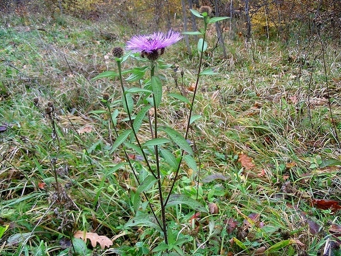 Изображение особи Centaurea carpatica.