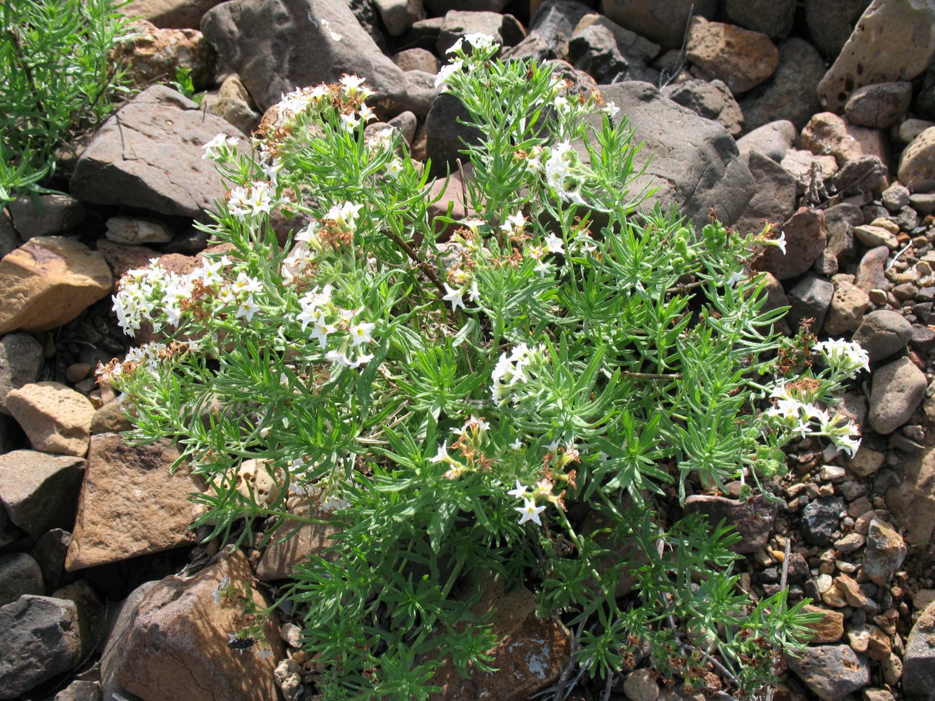 Изображение особи Argusia rosmarinifolia.